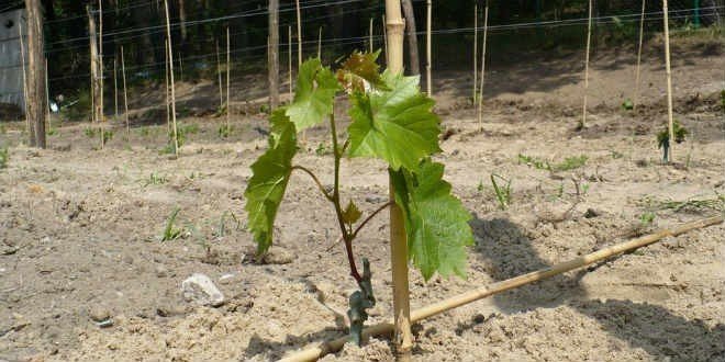 Посадка лозы винограда весной