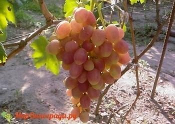 Виноград плодовый кишмиш лучистый