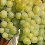 Виноград ‘Бианка’ — запах солнца, юга, детства