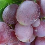 Виноград Джони – крупные ягоды с отличным вкусом