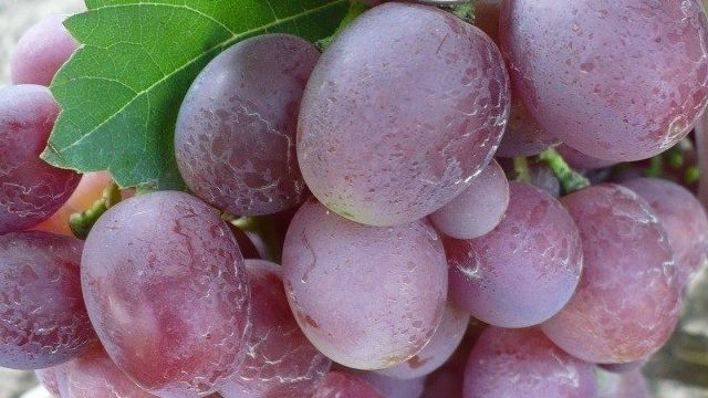 Виноград Джони – крупные ягоды с отличным вкусом
