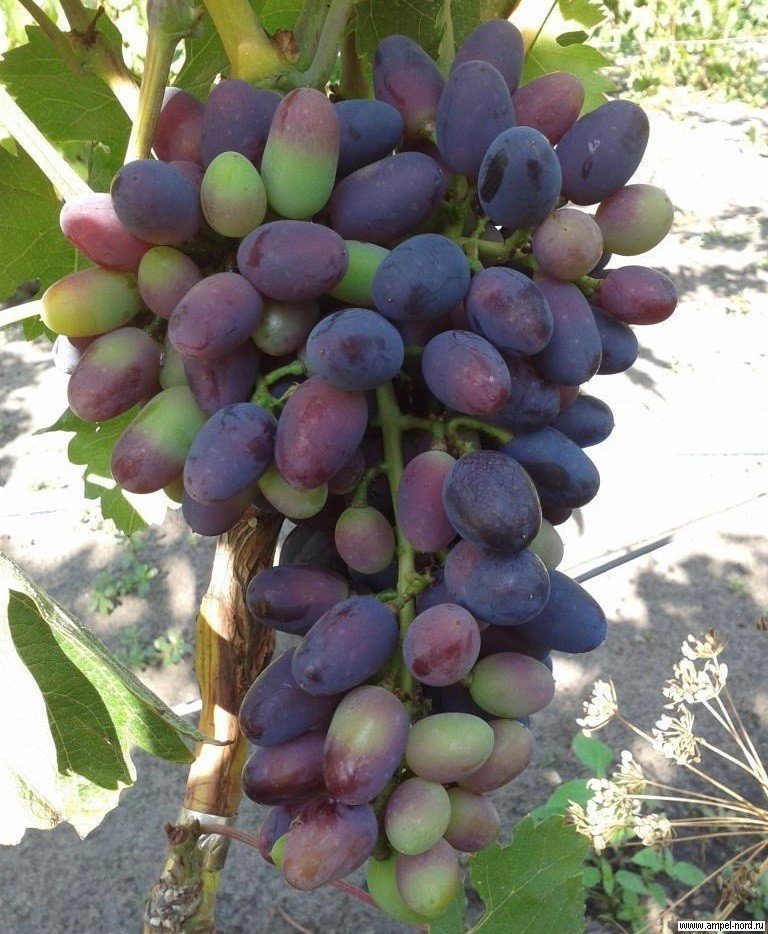 Академик авидзба сорт винограда