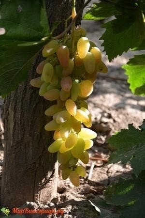 Сорт винограда тимур