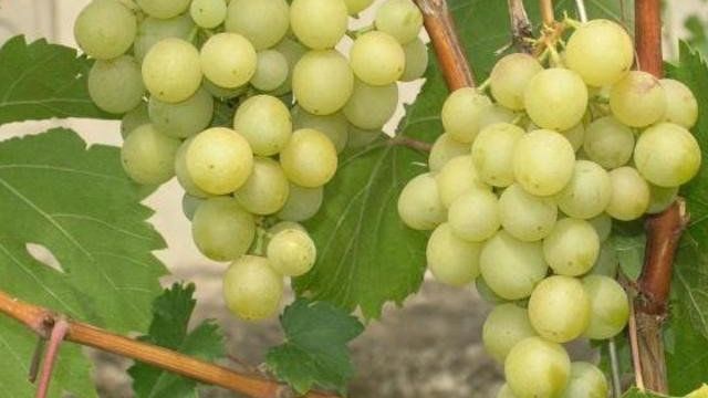 Виноград "Галбена Ноу": описание и характеристика сорта, преимущества и недостатки, отзывы