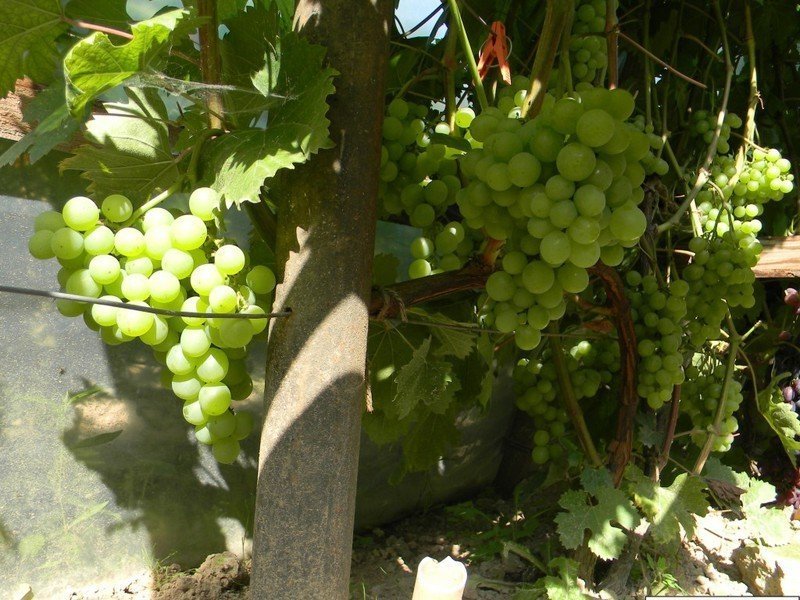 Сорт винограда галбена ноу