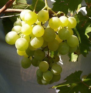 Виноград фрумоаса албэ