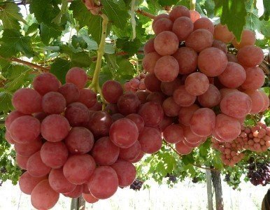 Сорт винограда ред глоуб