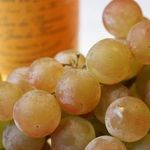 Виноград мускат летний — основные характеристики