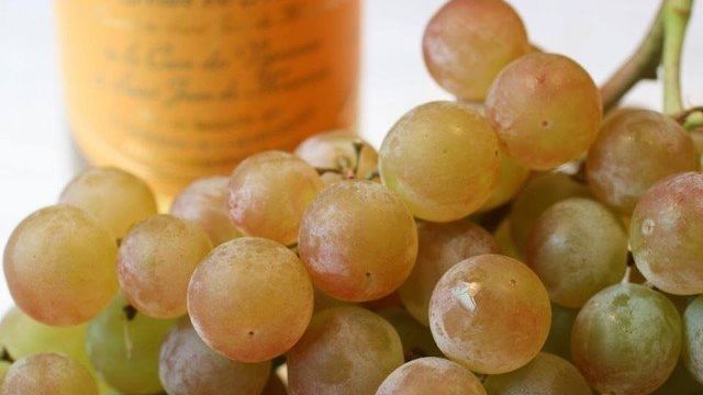 Виноград мускат летний — описание сорта и особенности плодоношения, подходящий климат и уход за растением