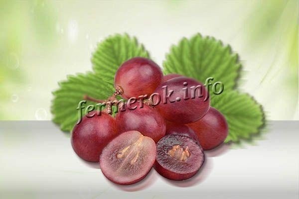 Виноград сорт анюта