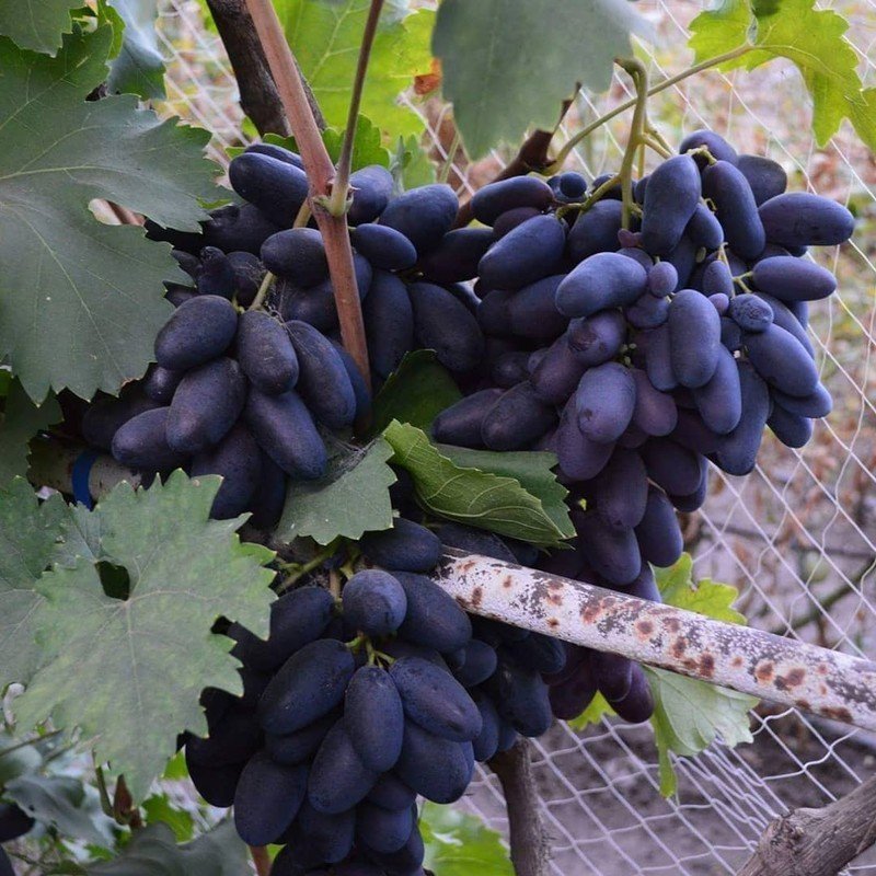 Виноград хусайне черный