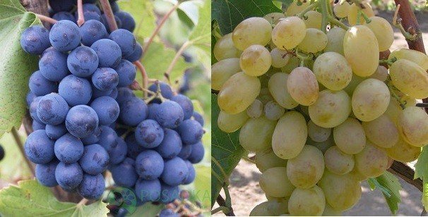 Виноград сорт велика