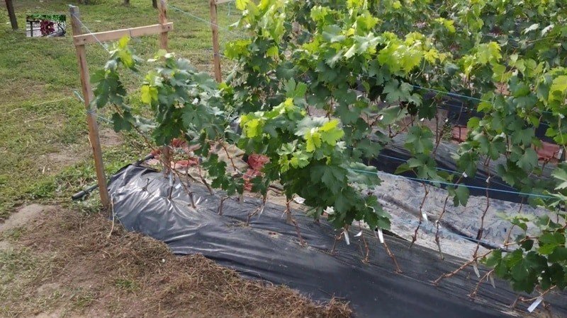 Амурский виноград на шпалере