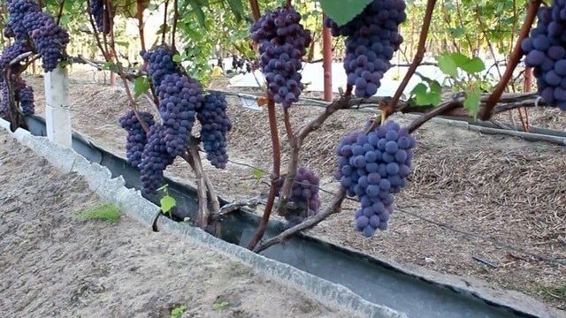Как вырастить виноград — правила выращивания в открытом грунте, посадка и уход, инструкции для новичков