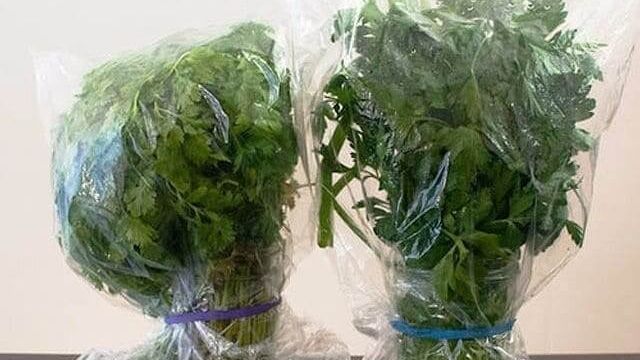 Как хранить зелень в холодильнике, чтобы она оставалась свежей