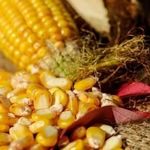 Как замариновать кукурузу на зиму в банках