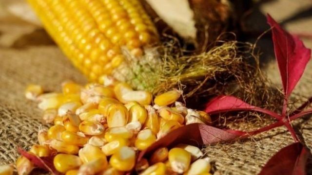 Как замариновать кукурузу на зиму в банках