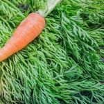 Огурцы с морковной ботвой рецепты на литровую банку