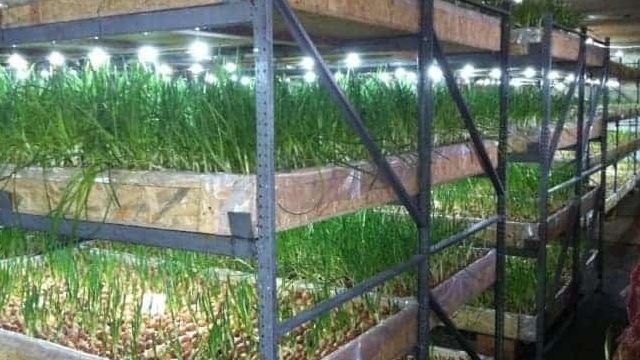 Бизнес план выращивание зеленого лука в подвале