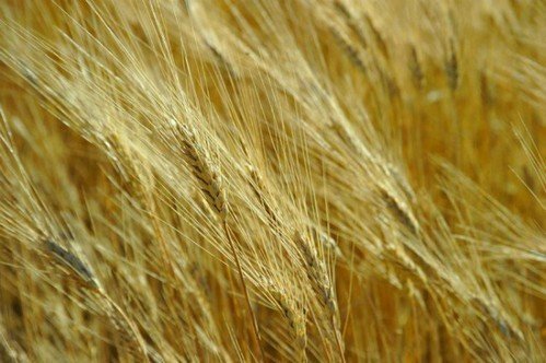 Ячмень пшеница
