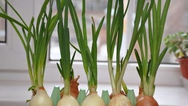 Как посадить лук на зелень на подоконнике: особенности выращивания на перо в домашних условиях