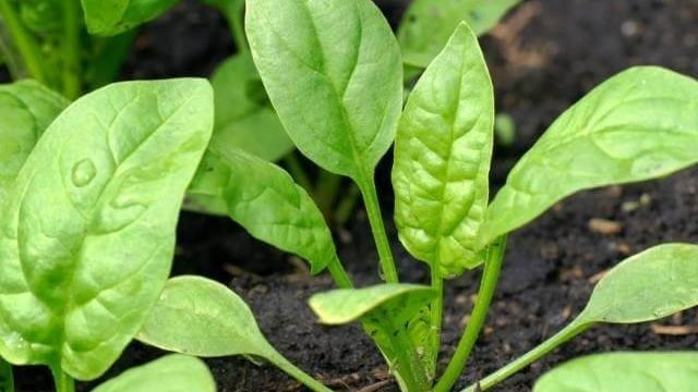 Как вырастить вкусный шпинат дома и в открытом грунте