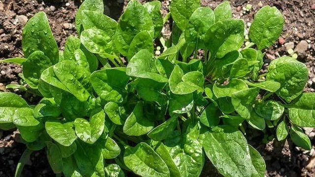 Шпинат посадка и уход в открытом грунте Выращивание рассады шпината в домашних условиях и зелени на подоконнике