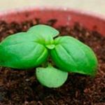 Трава базилик: выращивание и уход